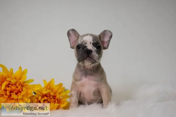 Clyde French Bulldog