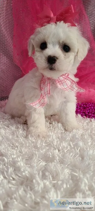 adorable bichon frise puppies with an awesome personality.