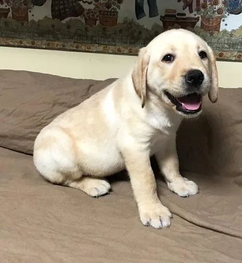 Labrador Retriever Puppies for Sale