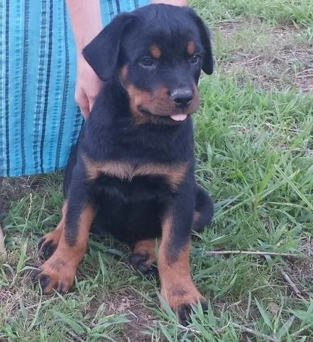Rottweiler Puppies for Sale