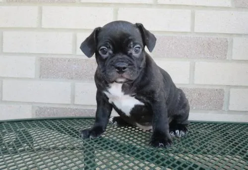 French Bulldog Puppies for Sale