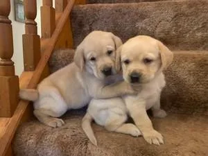 ffgfgdfdh Very cute labrador retriever puppies