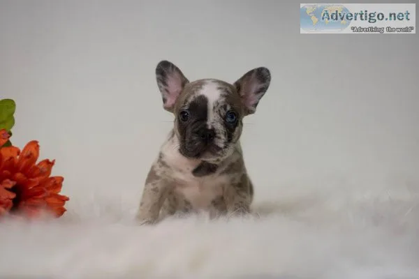 Ernie French Bulldog