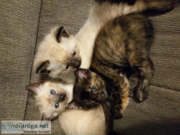 Adorable kittens