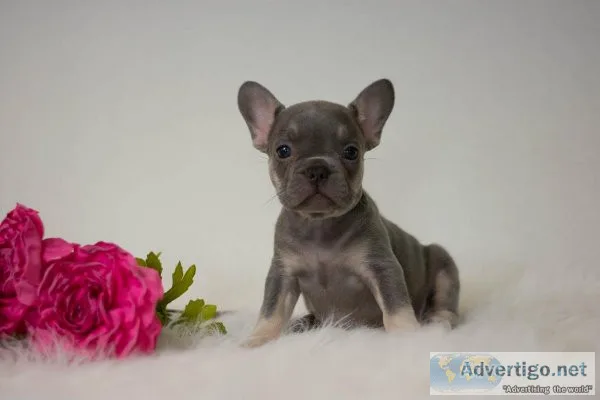 Sonja French Bulldog