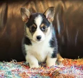 czfsd good Pembroke welsh corgi puppies ready