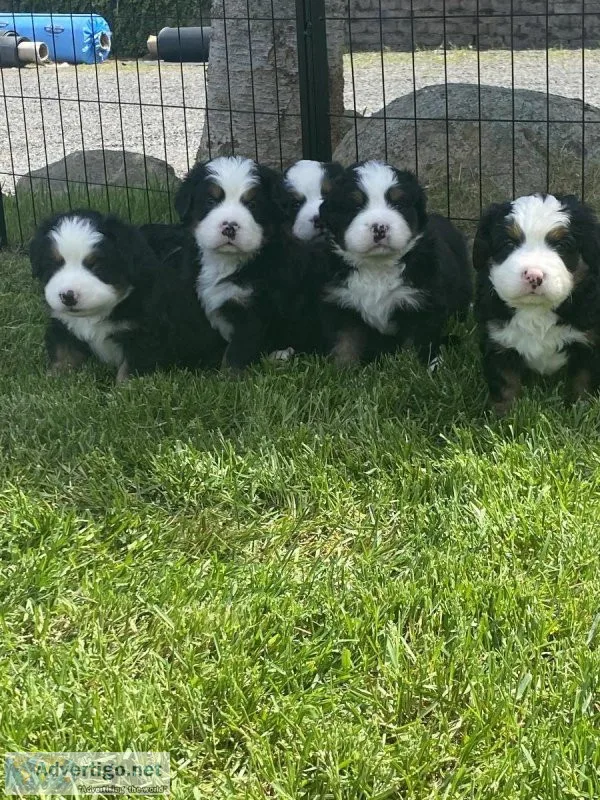 Adorable Bernese Mountain Dogs
