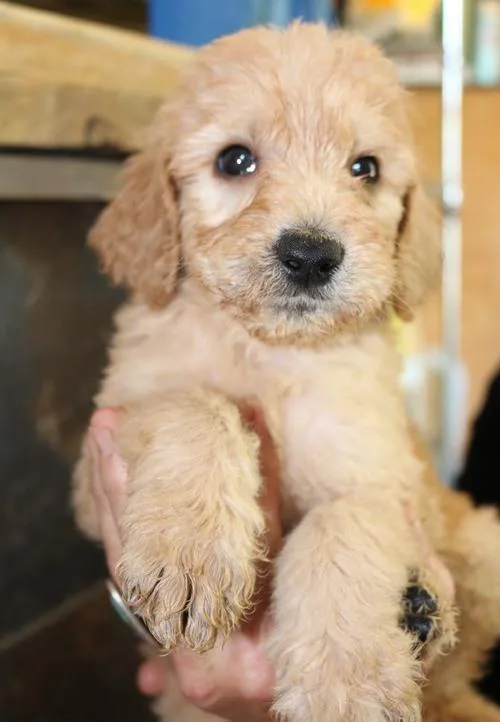 Goldendoodle Puppies for Sale