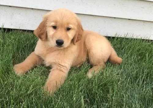 Golden Retriever Puppies for Sale