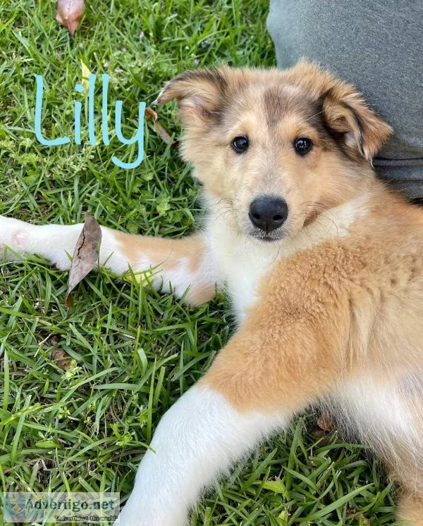 Amusing Collie puppies