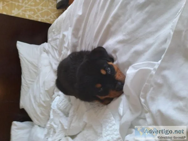 Rottweiler puppy