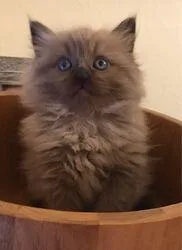 Ragamuffin Kitten For Sale