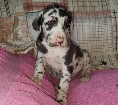 Great Dane Puppies for Sale