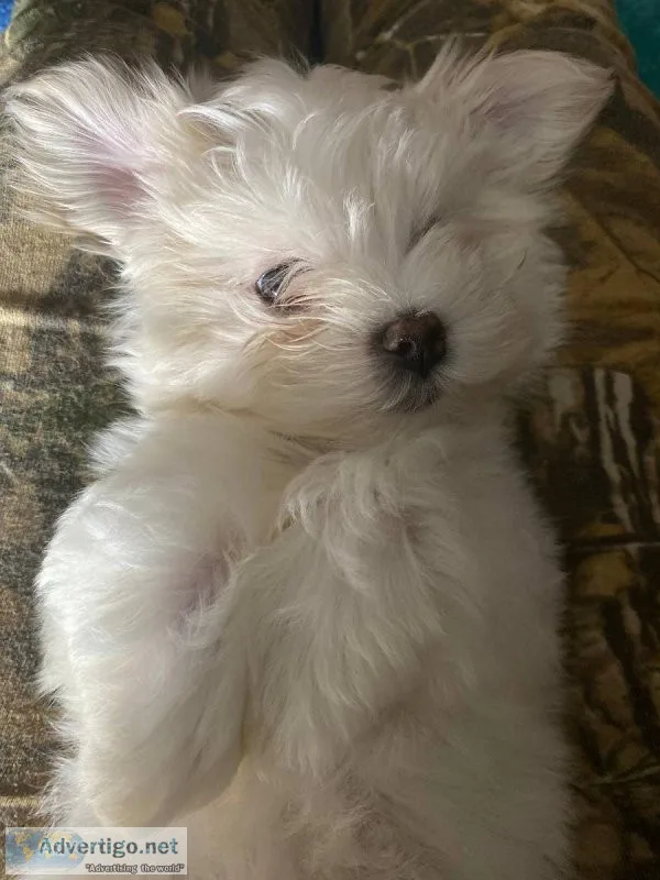 sweetest Maltese boy and looking for his forever home.