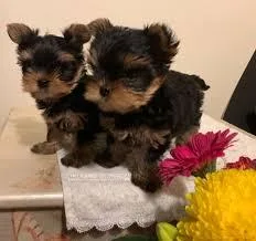 Teacup Yorkie Puppies
