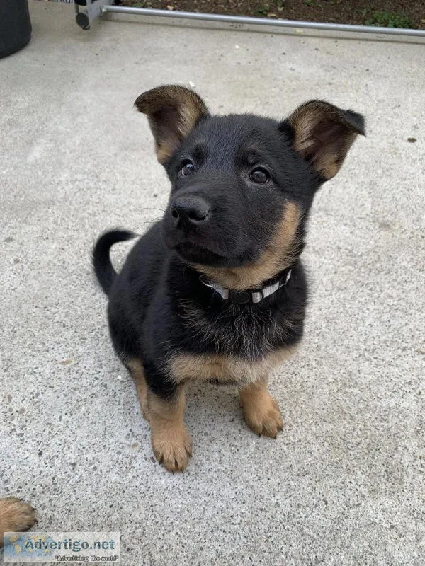 German Shepard Puppies