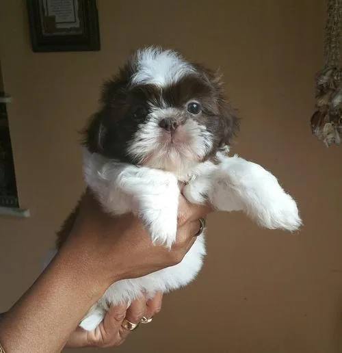 Shih Tzu Puppies for Sale