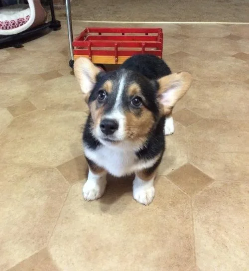 Pembroke Welsh Corgi Puppies for Sale