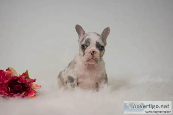Marla French Bulldog