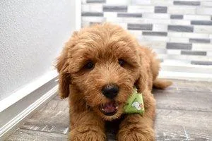 Mini Goldendoodle Puppies