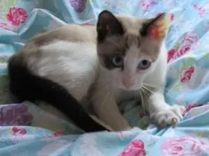 GCCF Registered Snowshoe Kittens