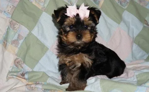Yorkshire Terrier Puppies for Sale