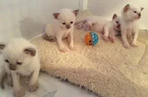 Gorgeous Purebred Siamese Kittens