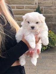 Maltese puppies left for sale
