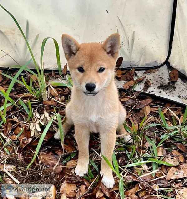 very nice Shiba Inu Puppies for sale