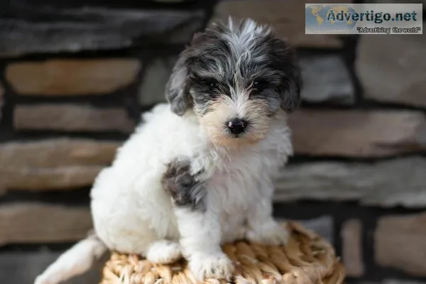 Rose Schnoodle
