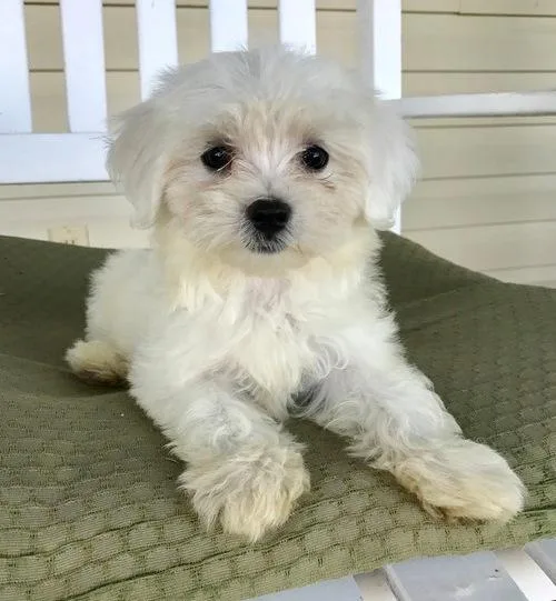 Maltese Puppies for Sale