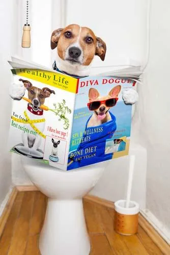Dog Potty Training