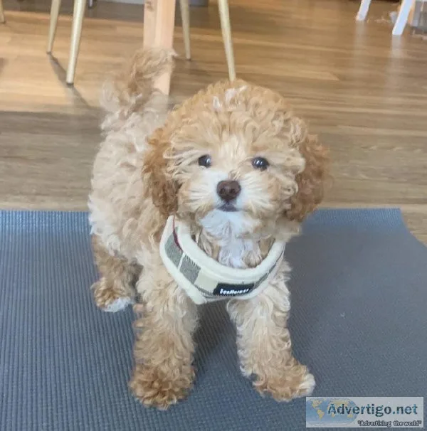 Poodle puppies For Sale