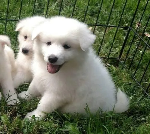 American Eskimo Dog Puppies for Sale