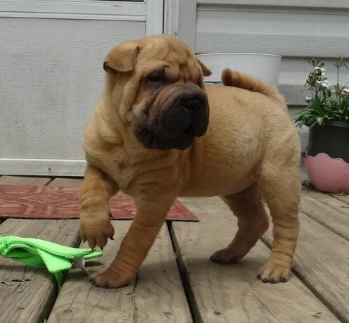 Chinese Shar-Pei Puppies for Sale