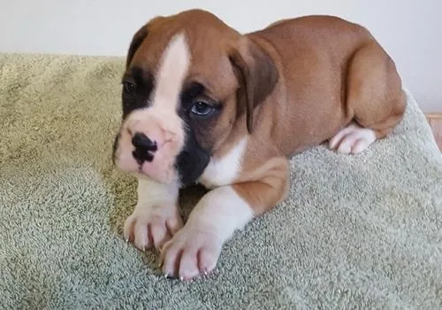 Boxer Puppies for Sale