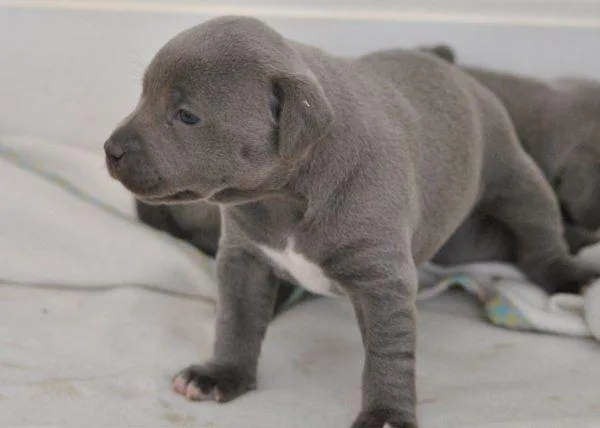 Staffordshire Bull Terrier Puppies for Sale