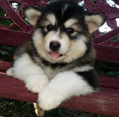 Akc Reg Alaskan Malamute Puppies for Sale