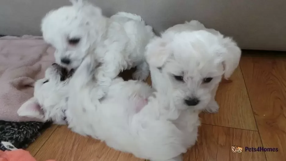 Beautiful Maltese 4 male looking for a new home.