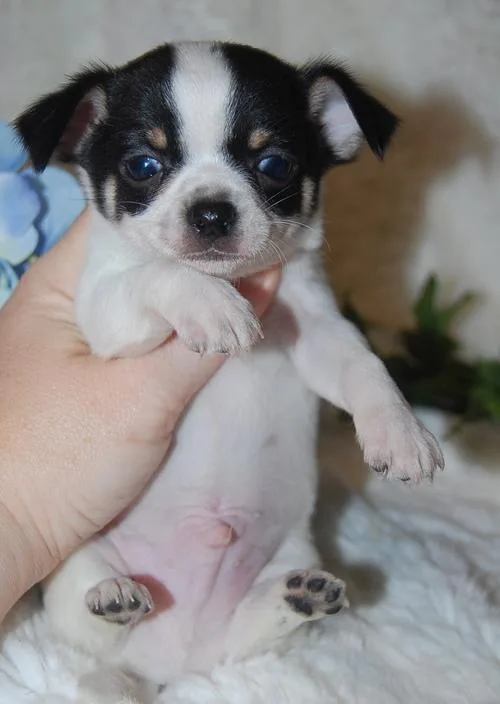 Chihuahua Puppies for Sale