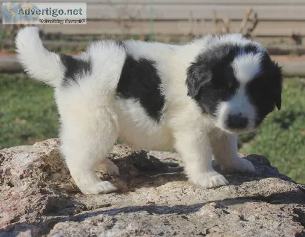 it is a pleasure to meet you. Newfoundland Puppies