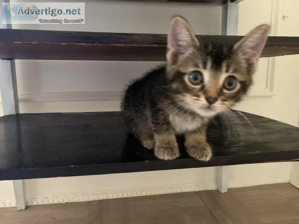 Adorable Kittens Free to a Good Home