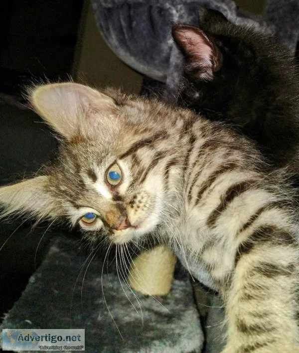 Gorgeous Kittens