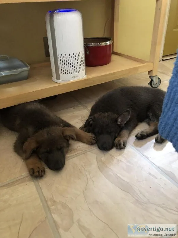 German Shepherd puppies
