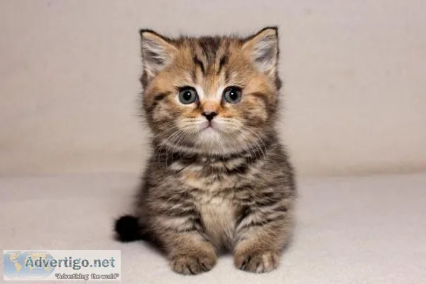 CFA Munchkin Kitten Available now