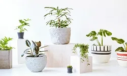 Benefits of using fabric pots for your plants