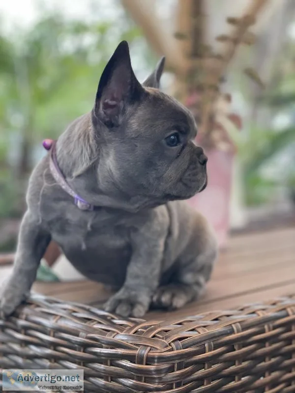 French Bulldog puppies AKC