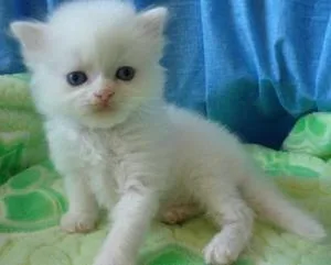 Scottish Fold Kittens with Exellent Pedigree