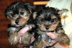 AKC register Cute Female and Male Teacup Yorkie puppies