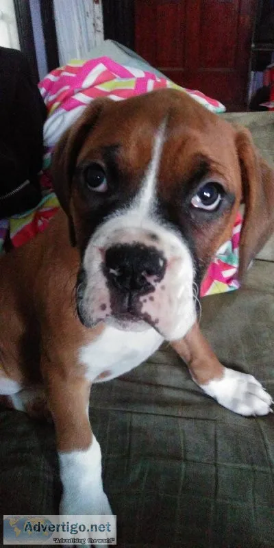 Boxer puppies